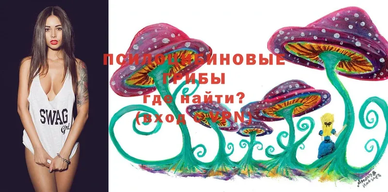 как найти   Курчалой  Псилоцибиновые грибы Cubensis 