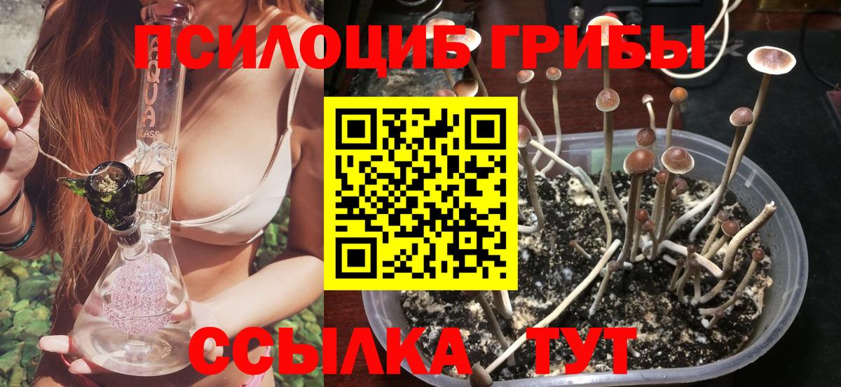 Курчалой  Псилоцибиновые грибы прущие грибы  купить наркотики цена  Вход с VPN 